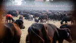 Ngerinya Festival di Nepal: Mau Sembelih Setengah Juta Hewan, Diprotes Aktivis