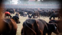 Menurut Humane Society International India (HSI) setidaknya 4.200 kerbau dan ribuan kambing serta merpati disembelih dalam sebuah pengorbanan massal yang diadakan sebagai bagian dari Festival Gadhimai. Lokasinya di Desa Bariyarpur di dekat perbatasan Nepal dan India.