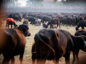 Ngerinya Festival di Nepal: Mau Sembelih Setengah Juta Hewan, Diprotes Aktivis
