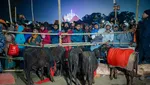 Ngerinya Festival di Nepal: Mau Sembelih Setengah Juta Hewan, Diprotes Aktivis