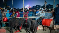 Para peserta percaya bahwa dengan mengorbankan hewan-hewan di Kuil Gadhimai dapat menyenangkan hati Dewi Gadhimai, yang kemudian akan mengabulkan permintaan mereka atau memberikan mereka keberuntungan.