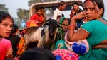 Ngerinya Festival di Nepal: Mau Sembelih Setengah Juta Hewan, Diprotes Aktivis