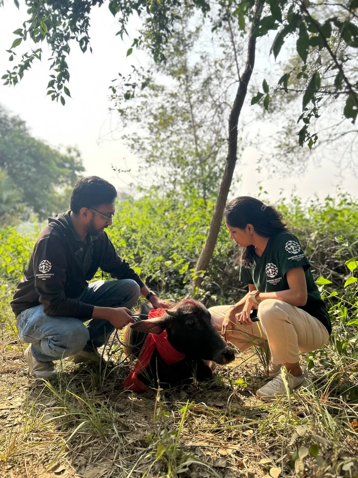 Festival Gadhimai Nepal yang menyembelih setengah juta ekor hewan Festival Gadhimai Nepal yang menyembelih setengah juta ekor hewan