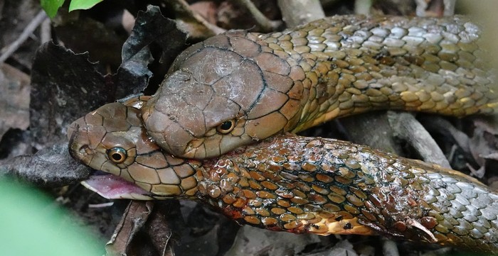 King cobra vs king cobra