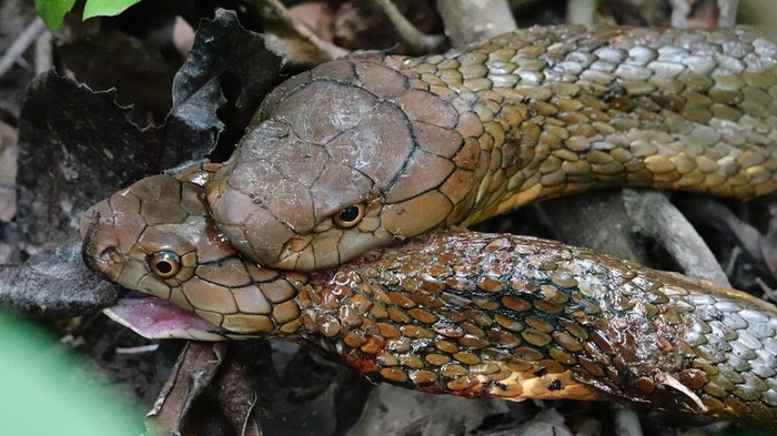 King cobra vs king cobra