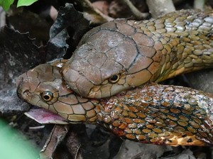 Tentang Raja Ular yang Renggut Nyawa dan Mati di Tangan Ocang