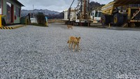 Hewan yang pernah viral disebut singing dog ini tidak pernah menggonggong, seperti anjing pada umumnya, melainkan mengeluarkan suara melengking seperti serigala.Foto: Hans Henricus BS Aron/detikcom
