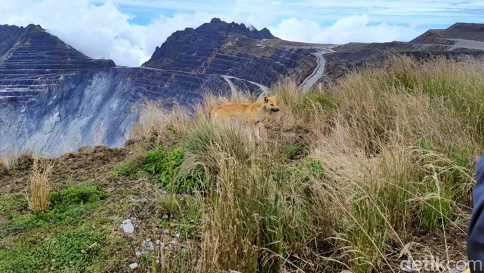 Kondisi Tambang Grasberg terkini di Mimika Papua