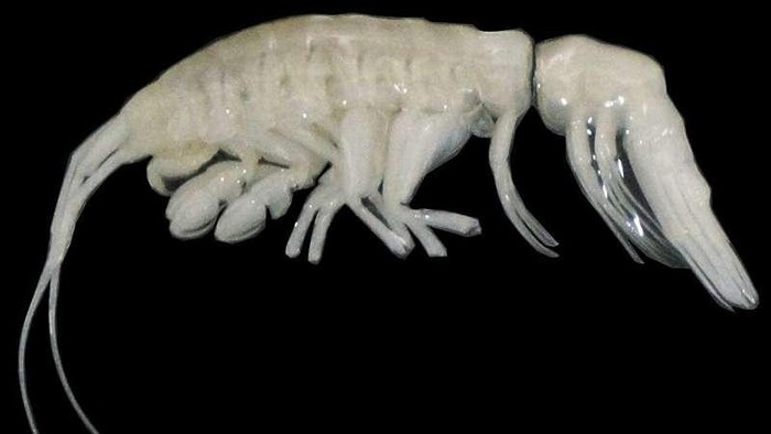 Krustasea Dulcibella camanchaca yang baru ditemukan adalah amfipod predator aktif dan besar pertama dari kedalaman ekstrem Palung Atacama.
