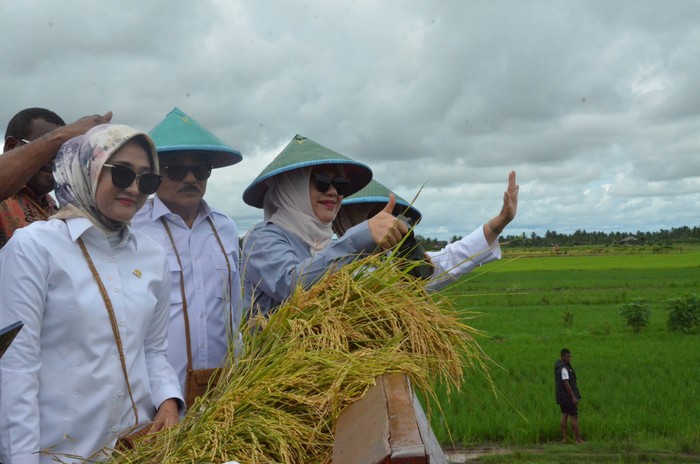 Langkah Legislator Gerindra Dukung Swasembada Pangan di Merauke