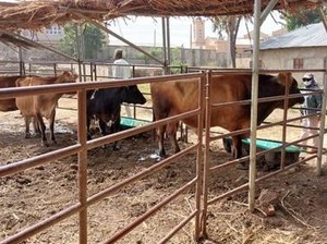 Indonesia Beri Pelatihan Teknologi Inseminasi Buatan ke Peternak di Afrika
