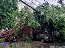 Mobil Satpol PP Surabaya Ringsek Tertimpa Pohon Beringin