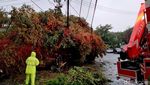 Mobil Satpol PP Surabaya Ringsek Tertimpa Pohon Beringin