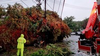 petugas damkar dan BPBD datang untuk melakukan pembersihan dan evakuasi mobil dan motor yang tertimpa pohon.