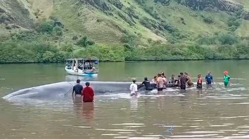 Paus sepanjang 15 meter terdampar di perairan laut Desa Sambinasi Tengah, Kecamatan Riung, Kabupaten Ngada, NTT sejak Minggu (8/12/2024). (Istimewa)