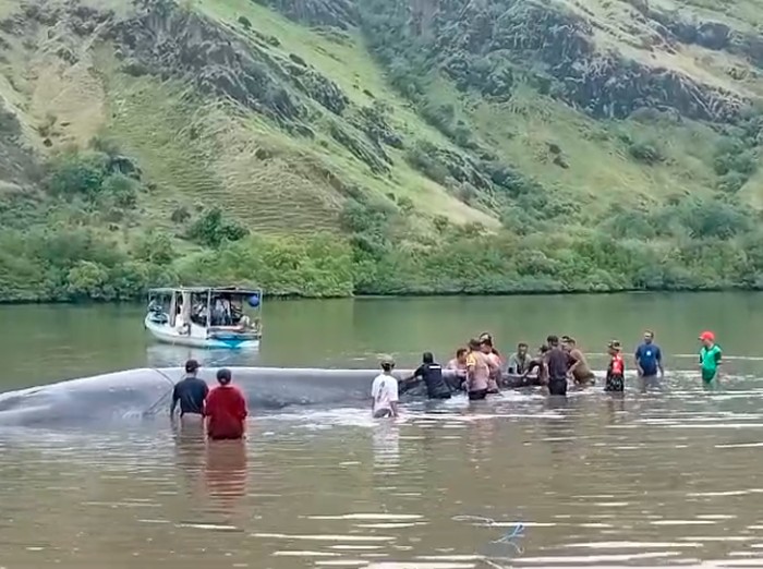 Paus sepanjang 15 meter terdampar di perairan laut Desa Sambinasi Tengah, Kecamatan Riung, Kabupaten Ngada, NTT sejak Minggu (8/12/2024). (Istimewa)