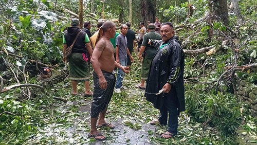 Pembersihan pohon tumbang yang mengakibatkan dua wisatawan asing tewas di Monkey Forest, Ubud, Gianyar, Bali, Selasa (10/12/2024)