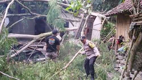 Pohon tumbang akibat cuaca ekstrem di Karangasem, Bali, awal Desember 2024.
