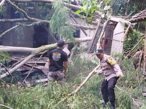Cuaca Ekstrem di Karangasem, Puluhan Pohon Tumbang hingga Longsor