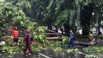 Kemacetan di Jalan Kertajaya Surabaya Imbas Pohon Tumbang