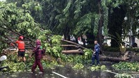Sejumlah petugas BPBD dan DLH Kota Surabaya melakukan evakuasi dengan melakukan pemotongan pohon yang tumbang melintang.
