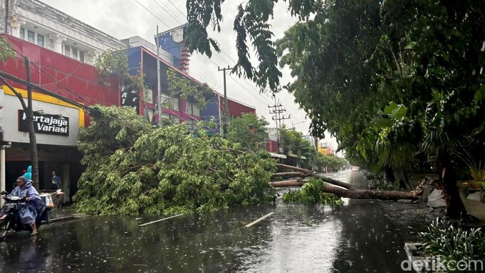 pohon tumbang di jalan kertajaya surabaya