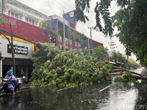Kemacetan di Jalan Kertajaya Surabaya Imbas Pohon Tumbang