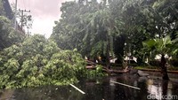Akibat hujan disertai angin kencang membuat pohon tumbang melintang di Jalan Kertajaya Surabaya.