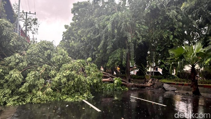 pohon tumbang di jalan kertajaya surabaya