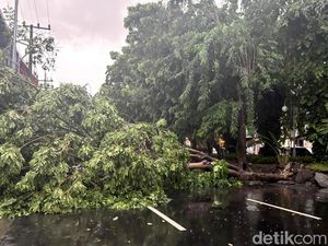 Jadi Ancaman Saat Hujan Deras, Kata Pakar Unair Ini Faktor Pemicu Pohon Bisa Tumbang