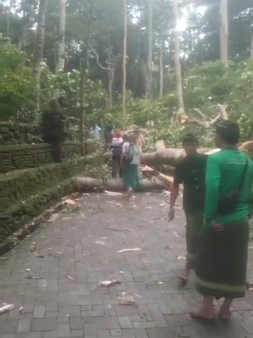 Pohon berdiameter 2 meter tumbang di Monkey Forest, Ubud, Gianyar, Bali, Selasa (10/2/2024). Sejumlah wisatawan tertimpa pohon itu.