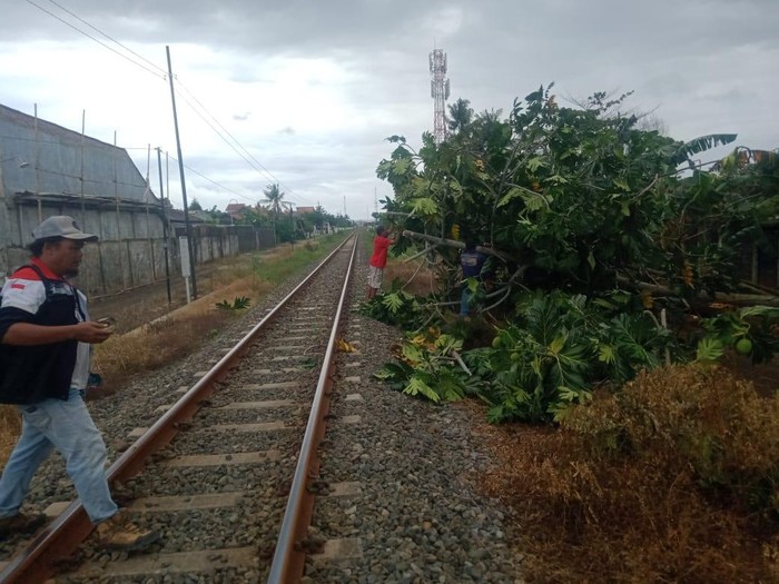 Pohon tumbang sempat melintang di jalur kereta api Km 12+8 petak jalan antara Stasiun Karangkandri-Gumilir, Kabupaten Cilacap, Selasa (10/12/2024).
