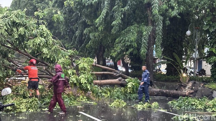 Pohon tumbang Surabaya.