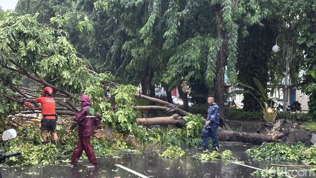 Pohon tumbang Surabaya.