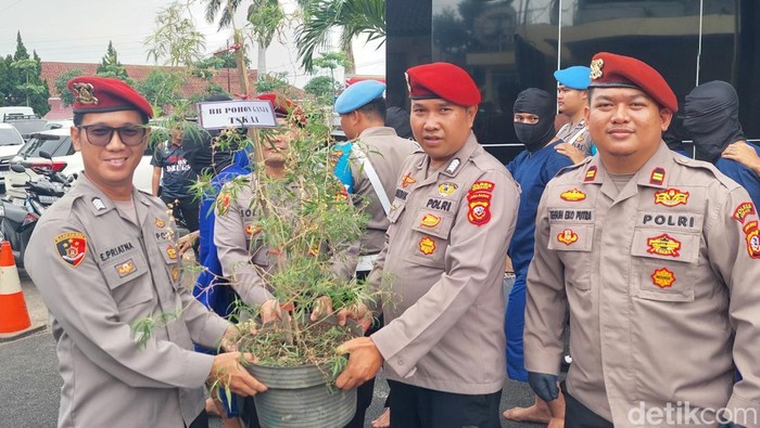 Polisi amankan 1 batang tanaman ganja yang dibudidayakan warga Lembang
