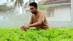 Raup Jutaan Rupiah Dari Tanaman Hidroponik