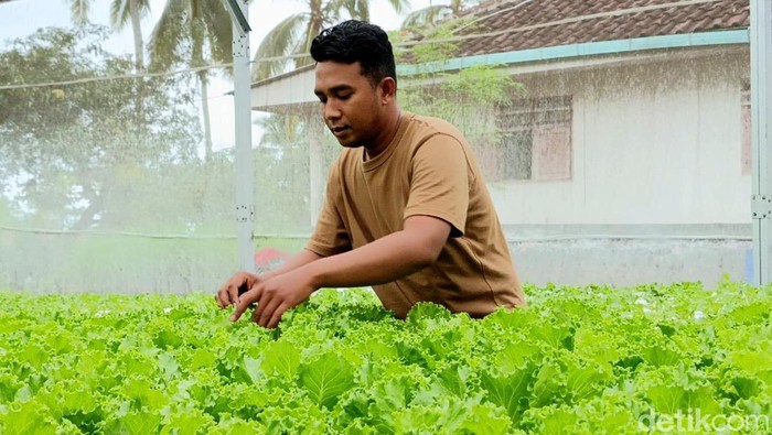 sayuran hidroponik di lumajang