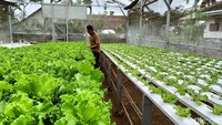 Setelah disemai, sayuran hidroponik ini dapat dipanen setelah berusia 35-40 hari.