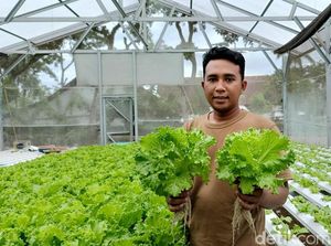 Raup Jutaan Rupiah Dari Tanaman Hidroponik