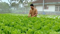 Ide awal budidaya sayuran hidroponik tersebut berawal dari melihat lahan tidak produktif yang tidak dimanfaatkan. Ia pun kemudian memanfaatkannya dengan membudidayakan sayuran hidroponik.
