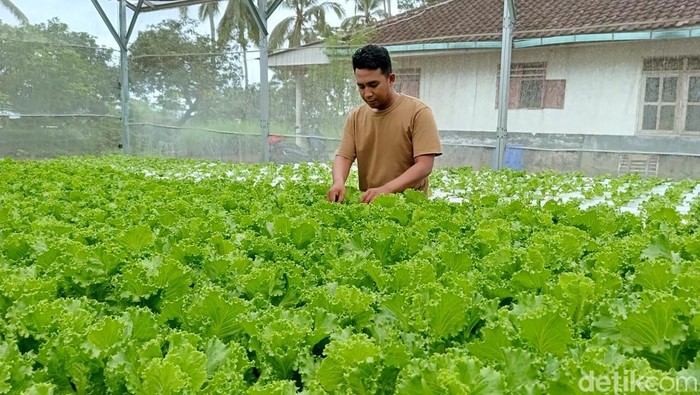 sayuran hidroponik di lumajang