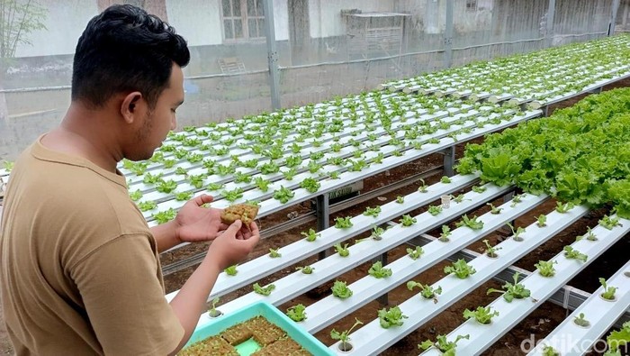 sayuran hidroponik di lumajang sayuran hidroponik di lumajang