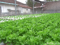 Pemuda Lumajang Raup Jutaan Rupiah dari Budidaya Sayuran Hidroponik