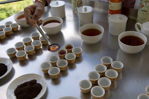 Cameron Tea. Best of Highlands Tea Plantation, Cameron Highlands, Malaysia.