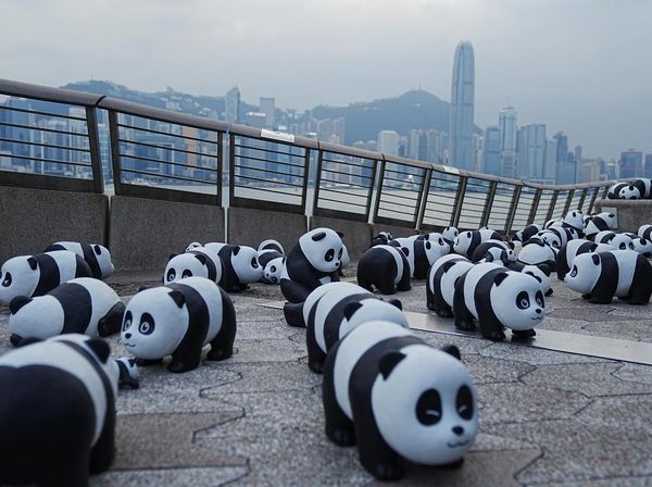 2.500 Patung Panda Menggemaskan Hiasi Hong Kong