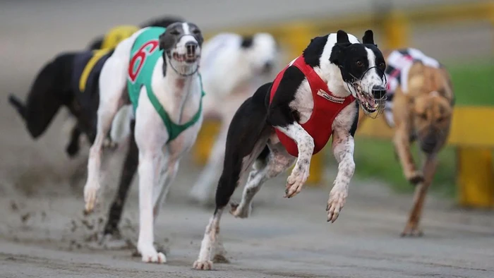 Balap anjing Greyhound