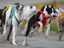 Meski Datangkan Cuan, Selandia Baru Tetap Larang Balap Anjing
