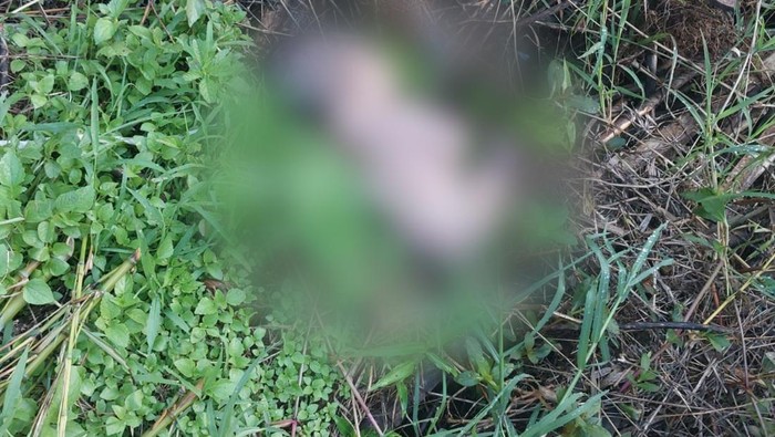 Bayi Perempuan yang didiga dibuang orangtuanya ditemukan di semak belukar