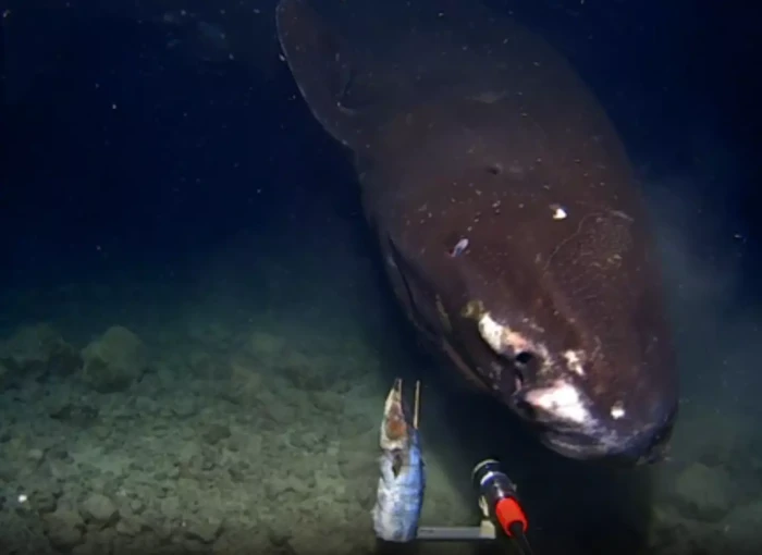 Hiu Tidur Pasifik terekam kamera di kedalaman laut