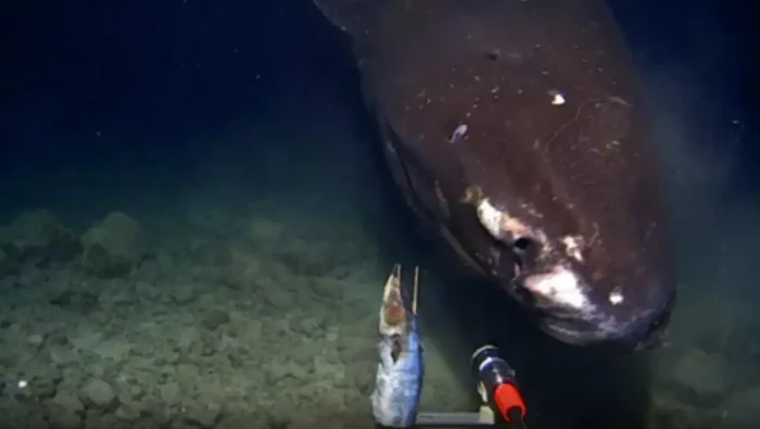 Hiu Tidur Pasifik terekam kamera di kedalaman laut